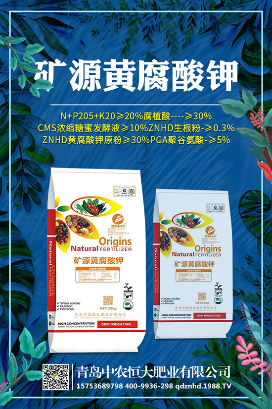 早春菠菜種植技術(shù)有哪些，田間管理要注意什么？