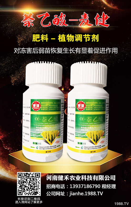 辣椒溫室白粉虱蟲害嚴(yán)重怎么辦，辣椒溫室白粉虱的發(fā)生與防治！
