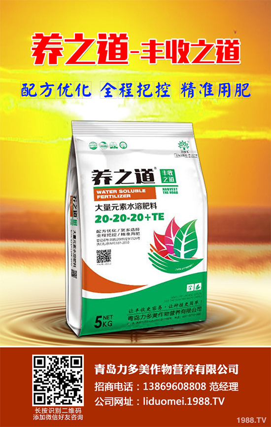 板藍根該如何種植？板藍根高產(chǎn)種植技術(shù)要點