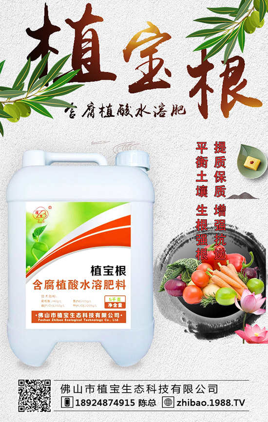 早春大棚西葫蘆什么時間種？西葫蘆定植后管理要點！