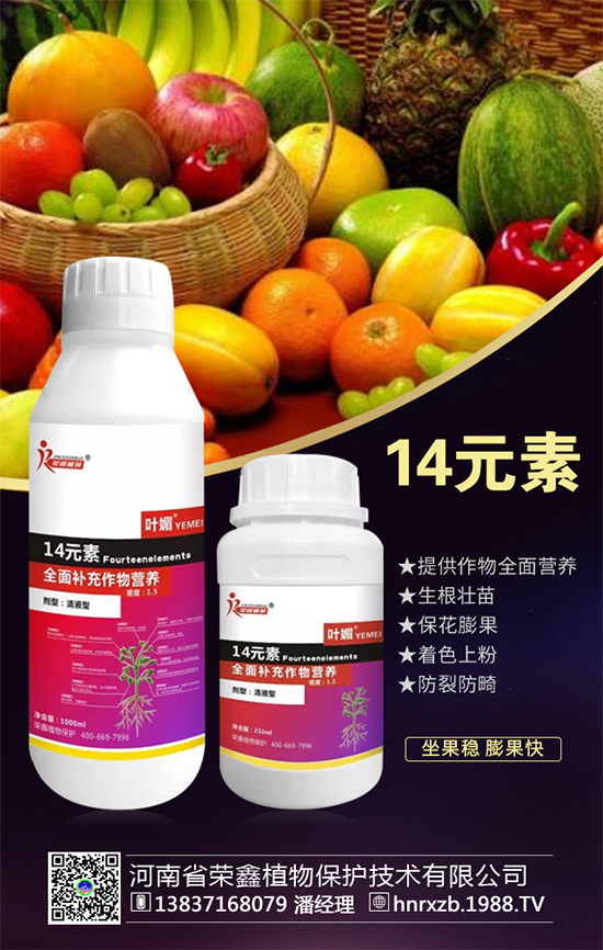 芹菜軟腐病有什么危害？芹菜軟腐病怎么防治好？