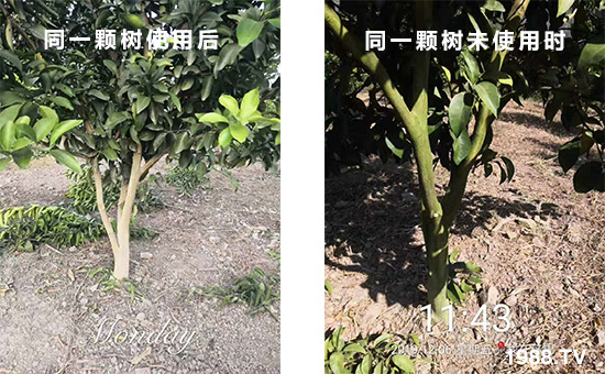 同一顆樹(shù)使用后和同一顆樹(shù)未使用時(shí)!