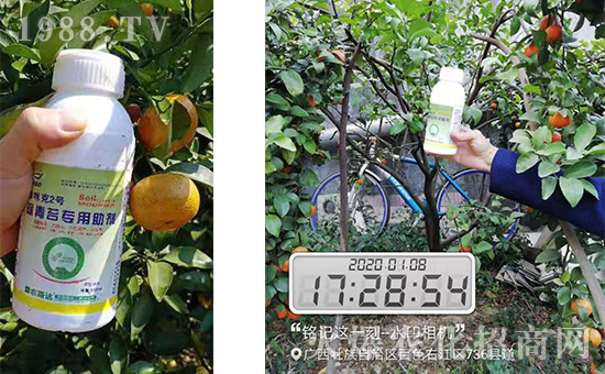 產(chǎn)品和果樹(shù)合影!