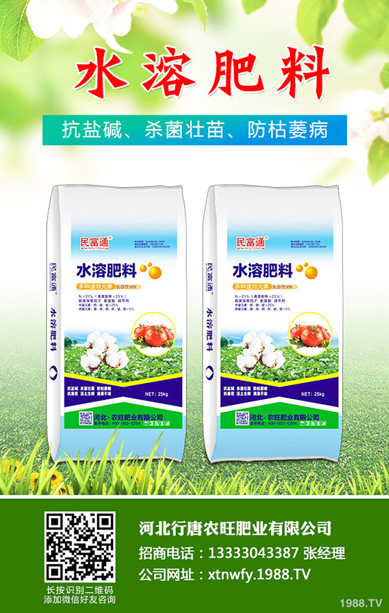 香菜如何種植香味濃產(chǎn)量高？韓國大棵香菜栽培技術(shù)！