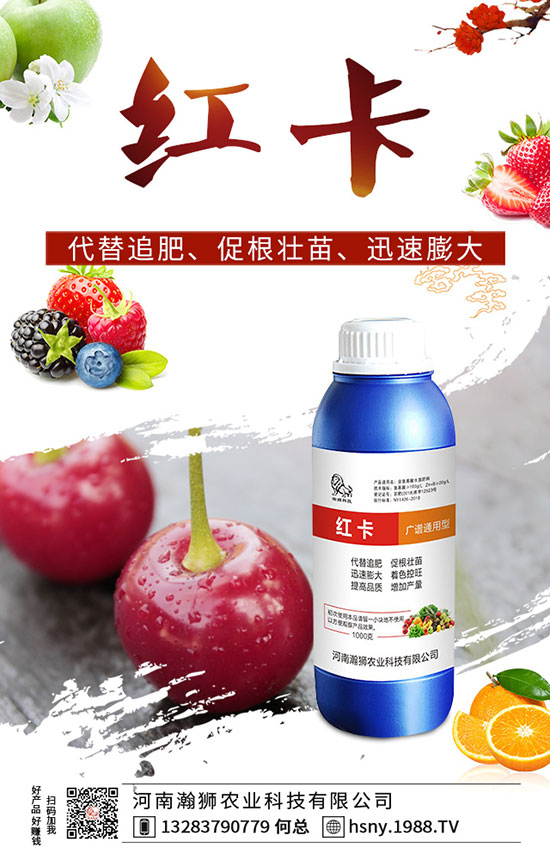 辣椒出苗后如何管理?辣椒出苗后移栽技術要點