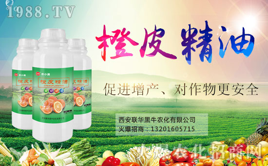  ϲ��(b��o)��1988.TVϲӭ��������(li��n)�A��ţ��(qi��ng)��(sh��)���u��