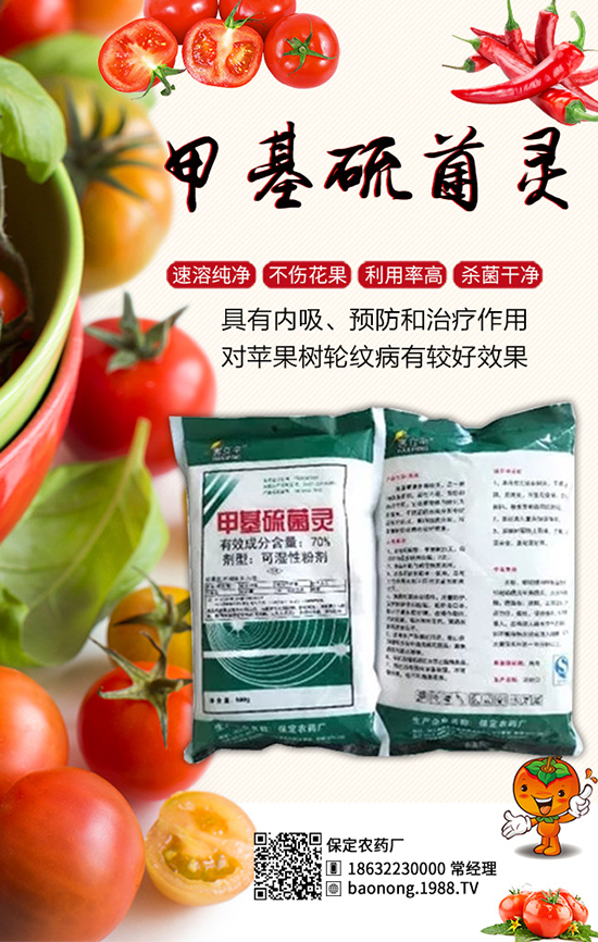 櫻桃西紅柿栽培技術(shù)，櫻桃西紅柿病蟲(chóng)害防治！