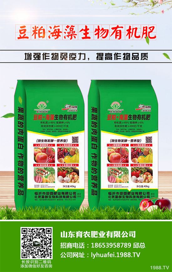 金絲皇菊該如何育苗？如何栽培？金絲皇菊高產(chǎn)栽培管理