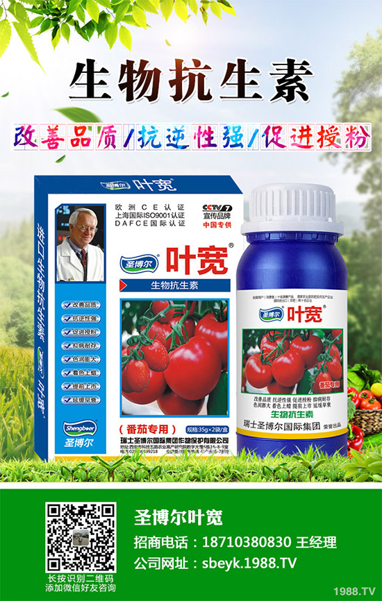 大棚薄皮甜瓜該如何栽培？薄皮甜瓜高產(chǎn)栽培技術(shù)