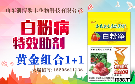 �����P(gu��n)ϵ�����A��ɽ�|�Ͳ��W�������m(x��)�s1988.TV�����\�����°l(f��)չ��