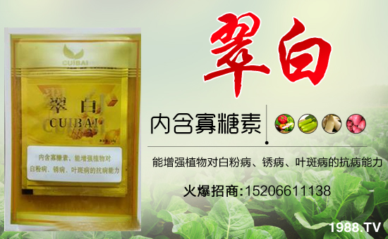 �����P(gu��n)ϵ�����A��ɽ�|�Ͳ��W�������m(x��)�s1988.TV�����\�����°l(f��)չ��