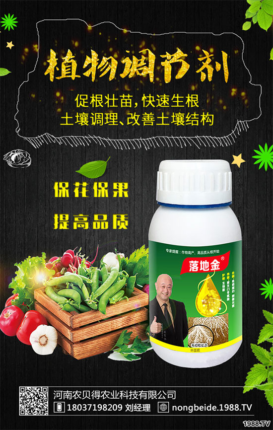 白掌葉片發(fā)黑是什么原因?白掌養(yǎng)殖注意要點!