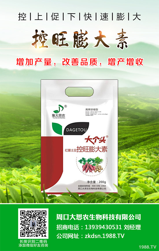 茄子瘋長到不結(jié)果是咋回事？該如何預(yù)防？茄子瘋長的發(fā)生原因及預(yù)防措施！