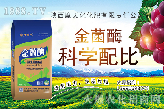 2020生姜種植前景怎么樣?生姜種子多少錢一斤?