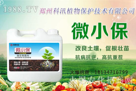 黑蒜的功效與作用，黑蒜與白蒜哪個更有營養(yǎng)？