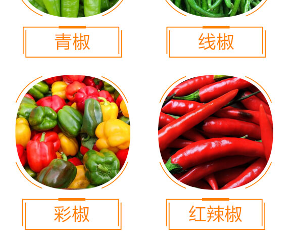 椒類(lèi)專(zhuān)用椒豐素-麗美澤-中農(nóng)恒大_09