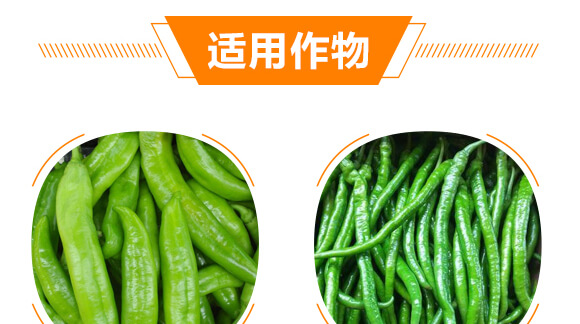 椒類(lèi)專(zhuān)用椒豐素-麗美澤-中農(nóng)恒大_08