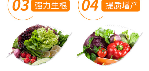 椒類(lèi)專(zhuān)用椒豐素-麗美澤-中農(nóng)恒大_07