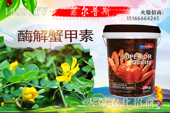 龍葵怎么種植？龍葵種植技術(shù)要點(diǎn)！