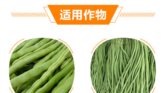 豆角專用豆?jié)M架-麗美澤-中農(nóng)恒大_08