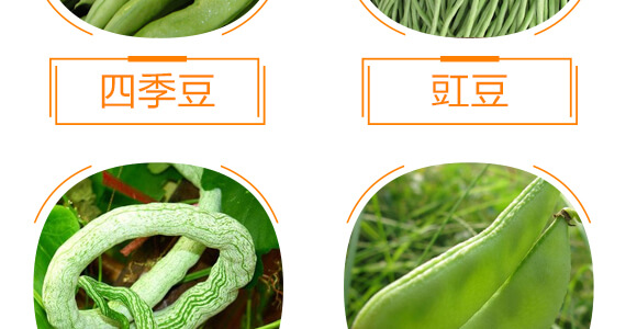 豆角專用豆?jié)M架-麗美澤-中農(nóng)恒大_09