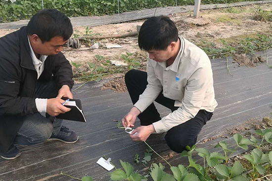 草莓全產(chǎn)業(yè)鏈服務商