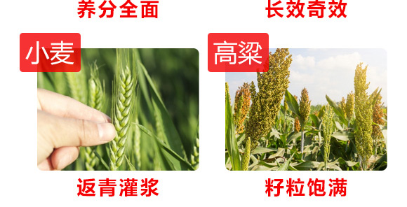 硝酸鈣鉀-大力量-奧豐肥業(yè)6