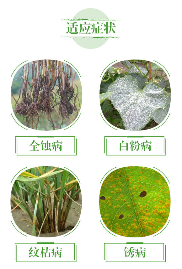 強(qiáng)延展磷鉀精-鼎盛河山_04