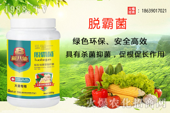 花生種植選什么品種？花生種植前景分析及品種推薦！