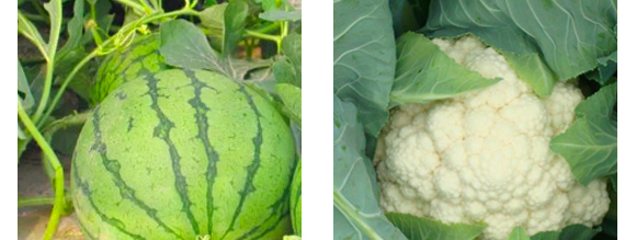 河南騰豐農(nóng)業(yè)科技有限公司2_16