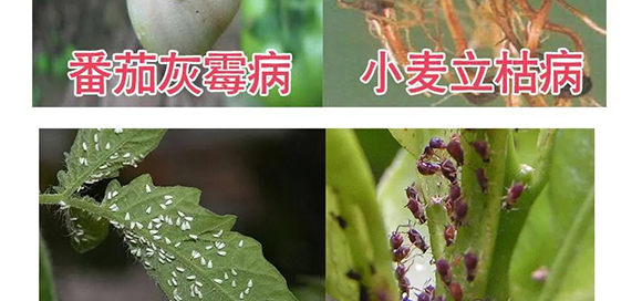 河南騰豐農(nóng)業(yè)科技有限公司2_12