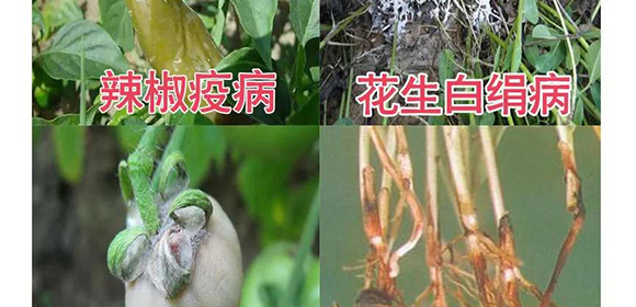 河南騰豐農(nóng)業(yè)科技有限公司2_11