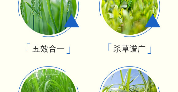 玉米除草劑封殺型—田村長(zhǎng)_06