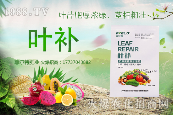 無(wú)花果種植前景怎么樣？無(wú)花果種植時(shí)間和方法！