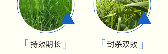 玉米除草劑封殺型—田村長(zhǎng)_07