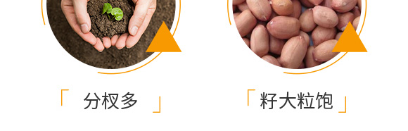 花生促花下針分杈劑-大花財(cái)-綠仕生物_07