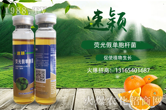 柑橘潰瘍病危害一年比一年嚴重，柑橘潰瘍病如何防控？