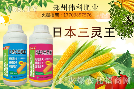 玉米控旺幾次好，玉米控旺時間及玉米控旺產(chǎn)品選擇！