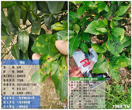 好產(chǎn)品好作用,“一璽生物”微生物菌劑“幗璽”客戶真實反饋!