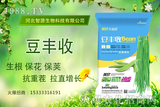 用了“豆豐收”，豆角拉直增長(zhǎng)產(chǎn)量高？豆豐收有什么優(yōu)勢(shì)？