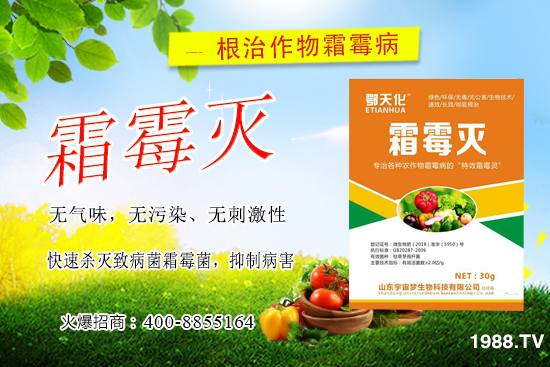 黃瓜霜霉病嚴(yán)重怎么辦，怎樣巧治黃瓜霜霉??？