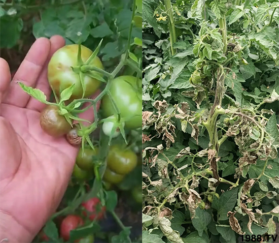 病毒病是如何發(fā)生的?有沒有好的防治措施?做好這幾個方面還有救!