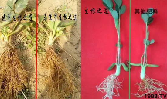 作物根系差，產(chǎn)量低？“生根之道”快生新根，抗病增產(chǎn)無憂！