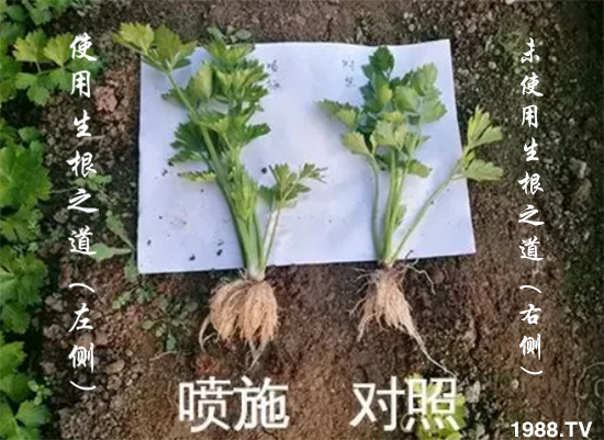 作物根系差，產(chǎn)量低？“生根之道”快生新根，抗病增產(chǎn)無憂！