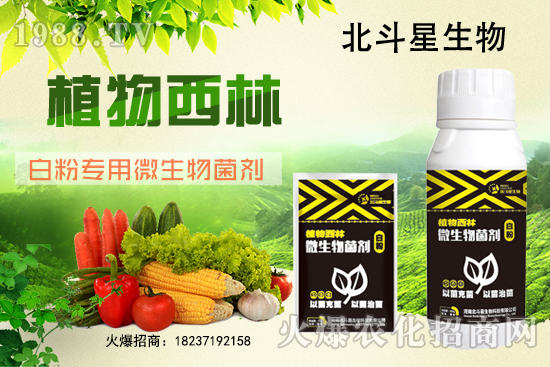 微生物菌劑為什么能防治白粉??？白粉專用微生物菌劑有什么特點(diǎn)？