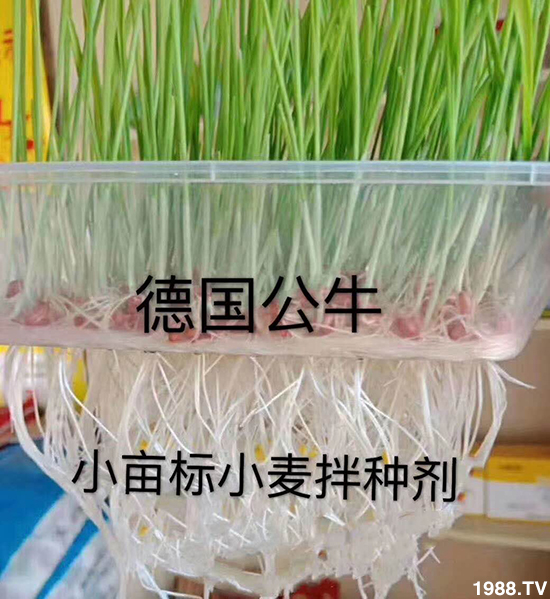 小麥拌種促增產(chǎn)，小麥拌種劑如何選呢？小麥拌種劑品牌選擇！