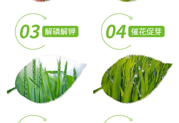 土壤修復劑-修田-愛農(nóng)斯達_05