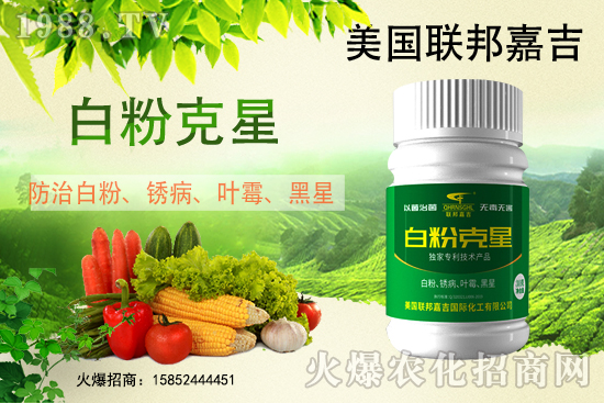 白粉病強勢來襲!反復發(fā)作真的治不好么?作物白粉病劑推薦!