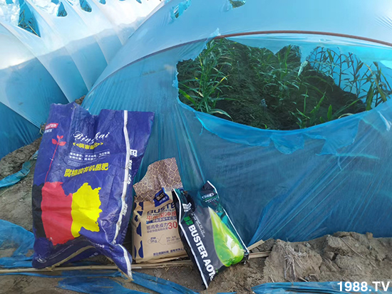 如何讓種植變得更輕松?一個(gè)套餐,全面配方,巴斯特大姜營養(yǎng)套餐方案!