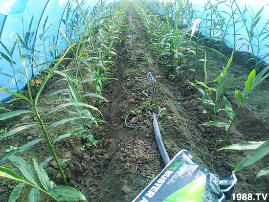 如何讓種植變得更輕松?一個(gè)套餐,全面配方,巴斯特大姜營養(yǎng)套餐方案!